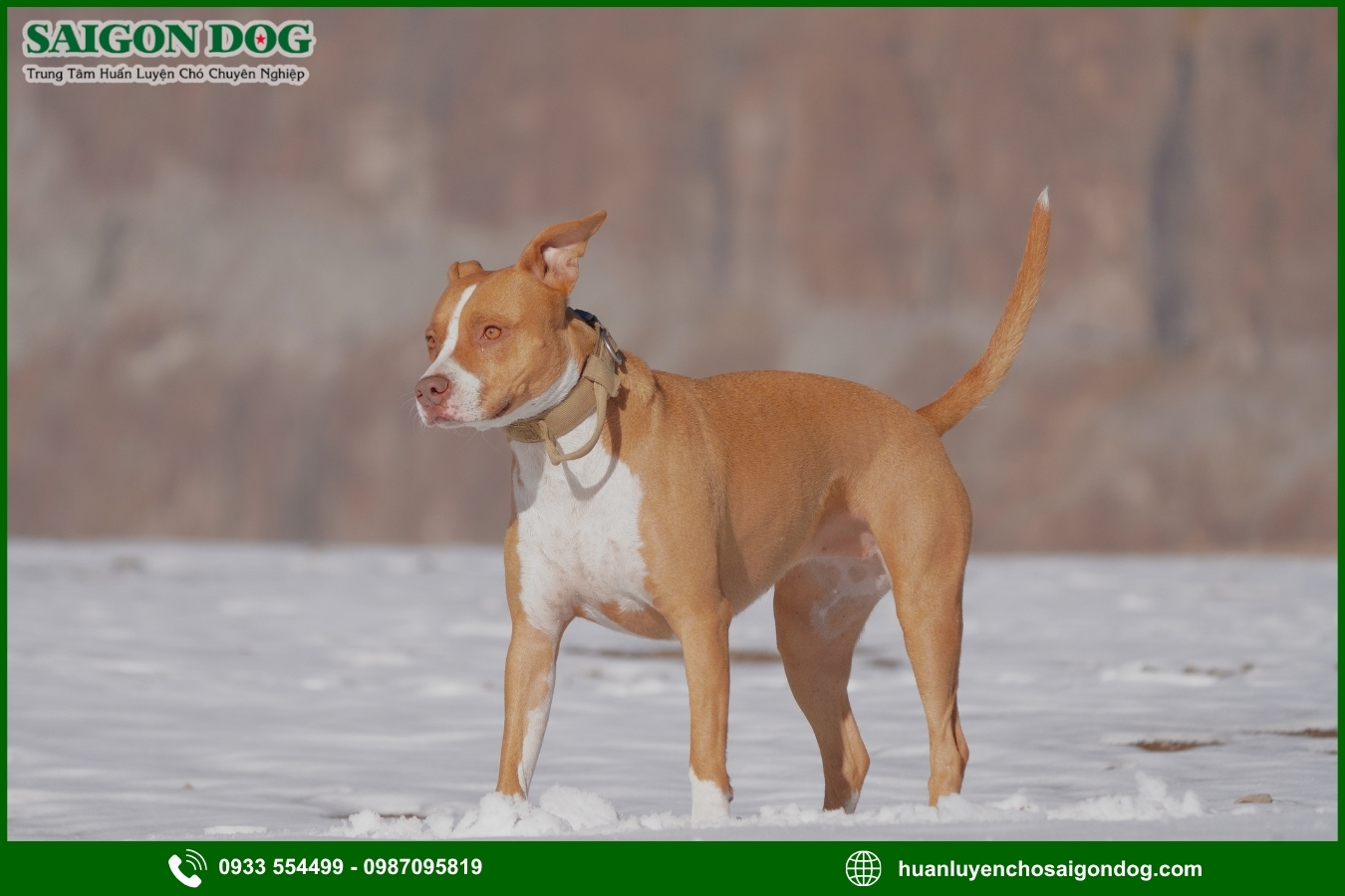 Lợi ích của việc đào tạo tại trại huấn luyện chó Pitbull