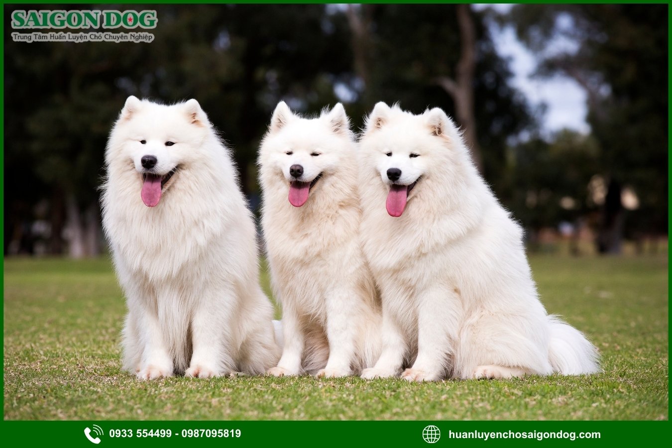 Lợi ích của việc đào tạo tại trại huấn luyện chó Samoyed