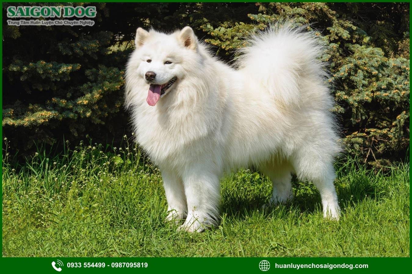 Lợi ích của việc đào tạo tại trại huấn luyện chó Samoyed