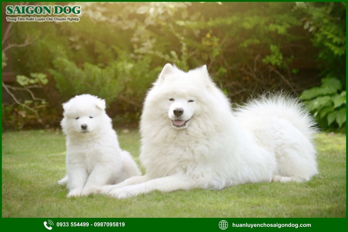 Lợi ích của việc đào tạo tại trại huấn luyện chó Samoyed