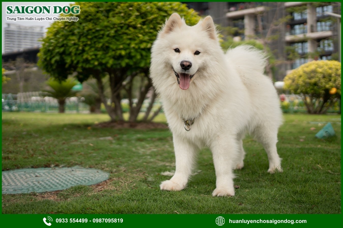 Lợi ích của việc đào tạo tại trại huấn luyện chó Samoyed