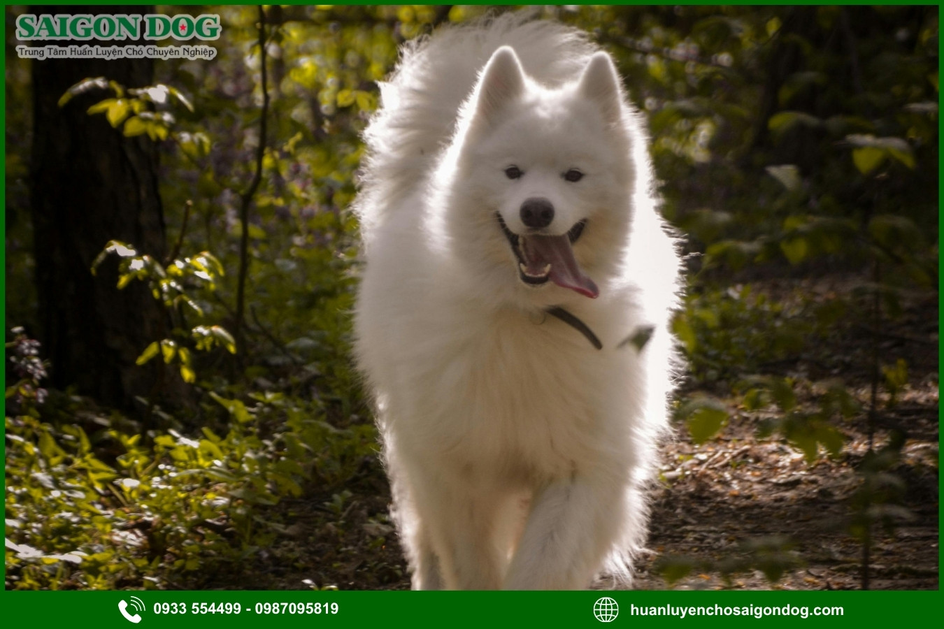 Lợi ích của việc đào tạo tại trại huấn luyện chó Samoyed