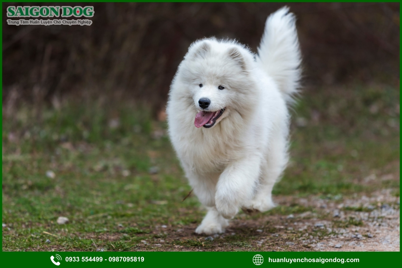 Lợi ích của việc đào tạo tại trại huấn luyện chó Samoyed