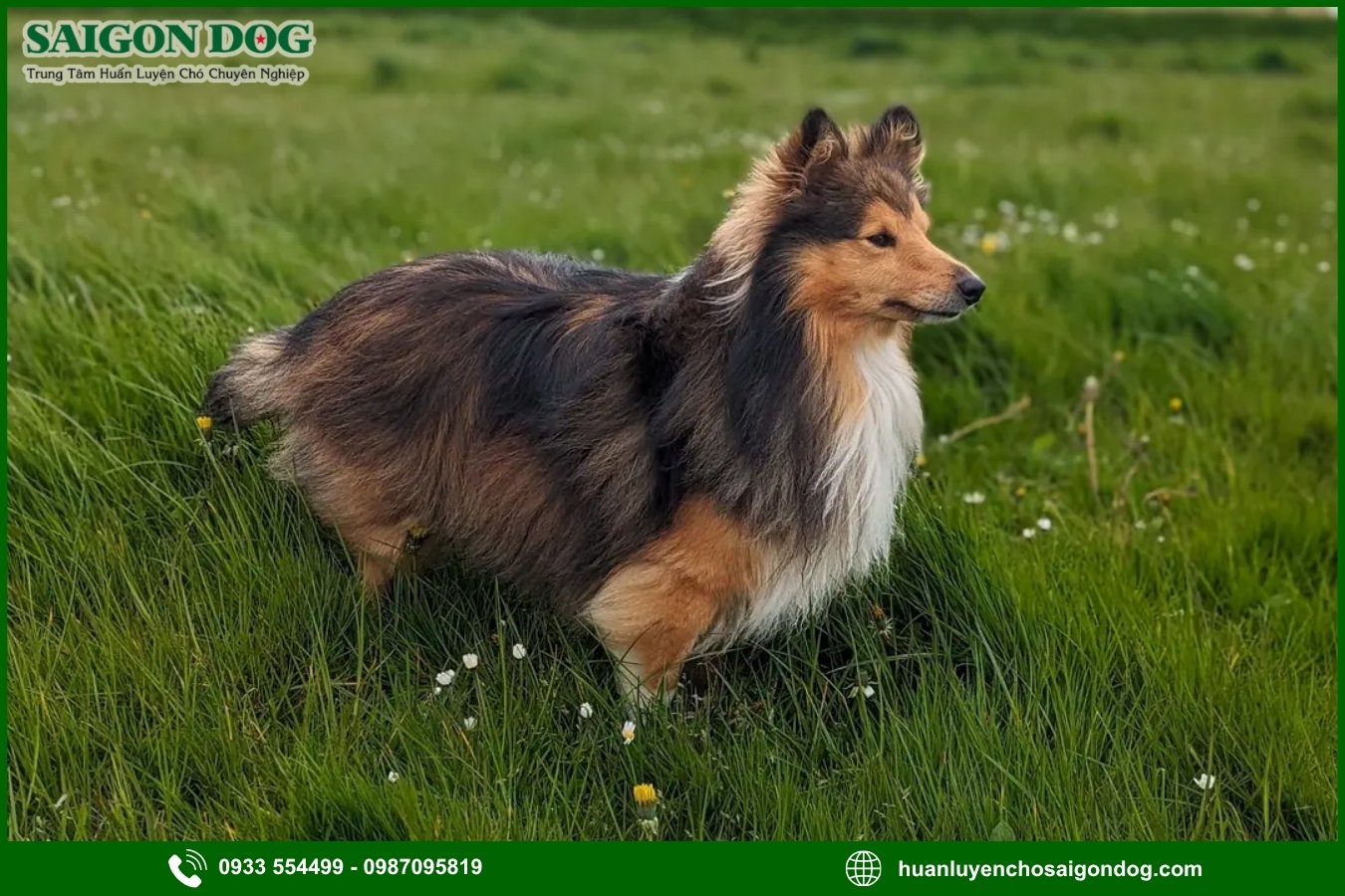 Lợi ích của việc đào tạo tại trại huấn luyện chó Shetland