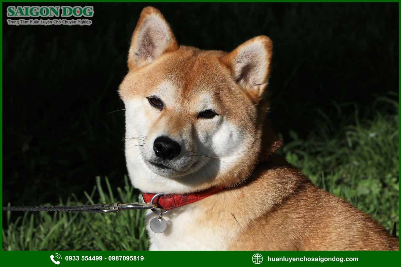 Lợi ích khi đào tạo tại trại huấn luyện chó Shiba