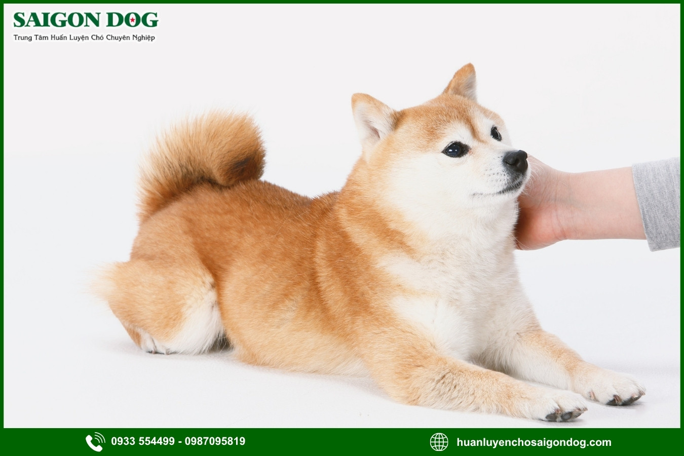 Lợi ích khi đào tạo tại trại huấn luyện chó Shiba