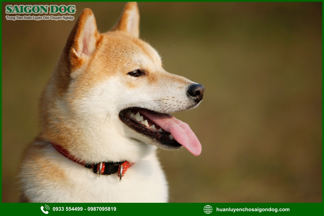 Lợi ích khi đào tạo tại trại huấn luyện chó Shiba