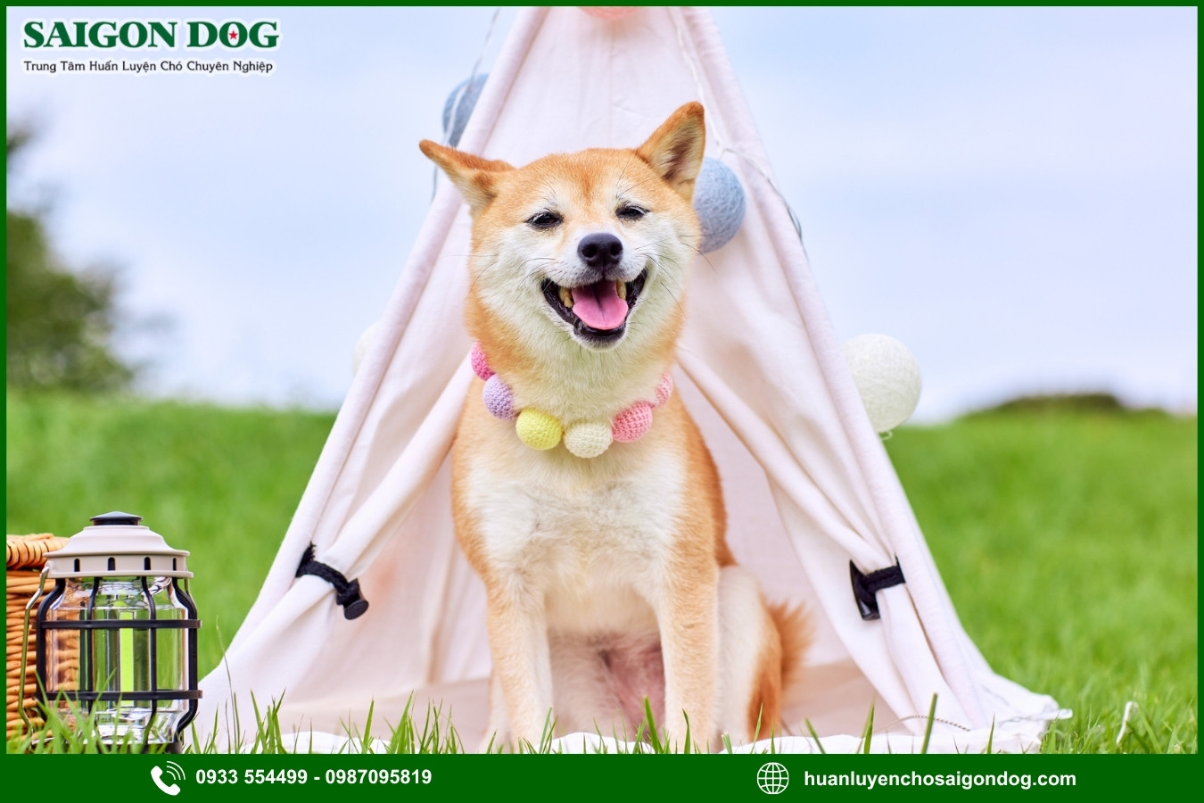 Lợi ích khi đào tạo tại trại huấn luyện chó Shiba