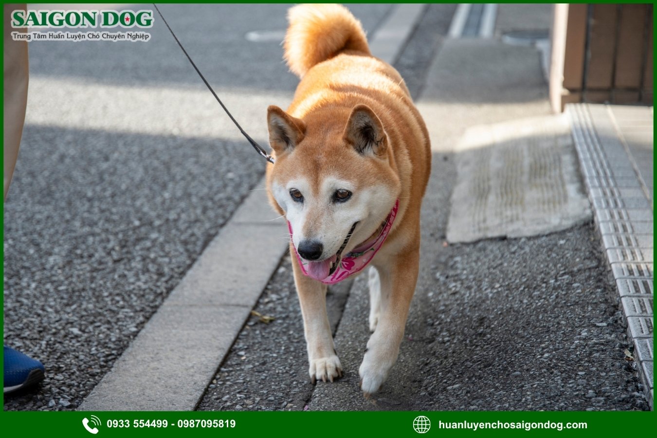 Lợi ích khi đào tạo tại trại huấn luyện chó Shiba