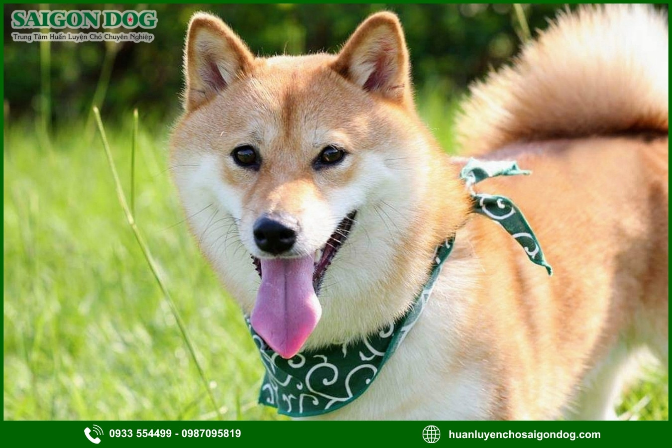 Lợi ích khi đào tạo tại trại huấn luyện chó Shiba