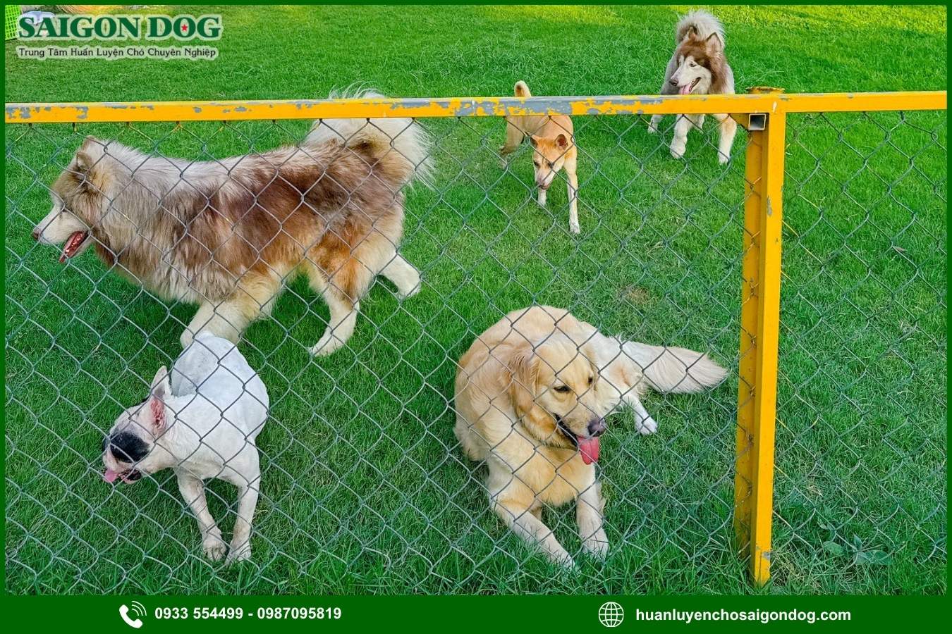 Lợi ích khi sử dụng dịch vụ chăm sóc chó của Sài Gòn Dog