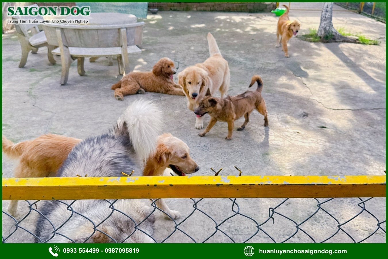 Lợi ích khi sử dụng dịch vụ chăm sóc chó của Sài Gòn Dog