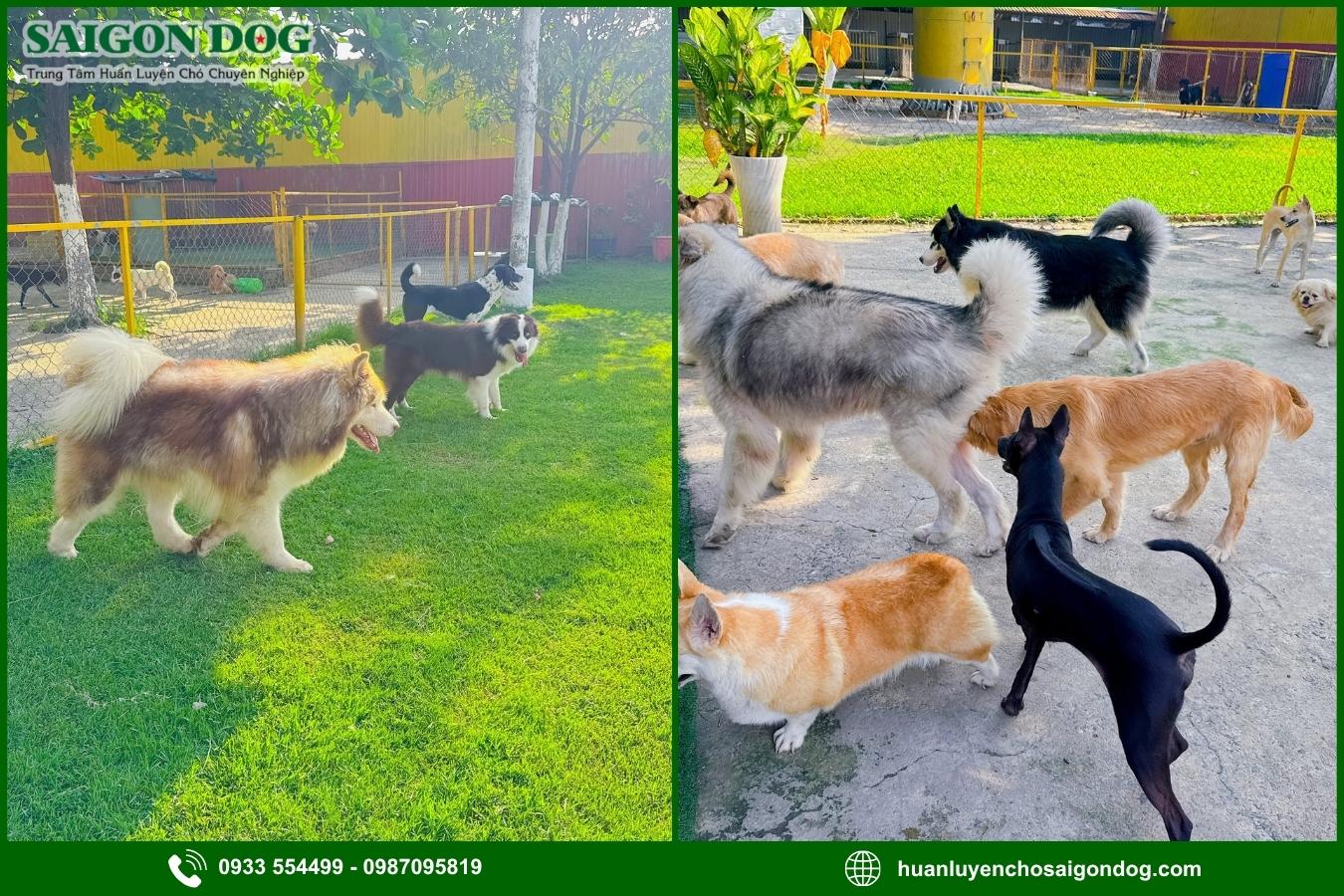 Lợi ích khi sử dụng dịch vụ chăm sóc chó của Sài Gòn Dog