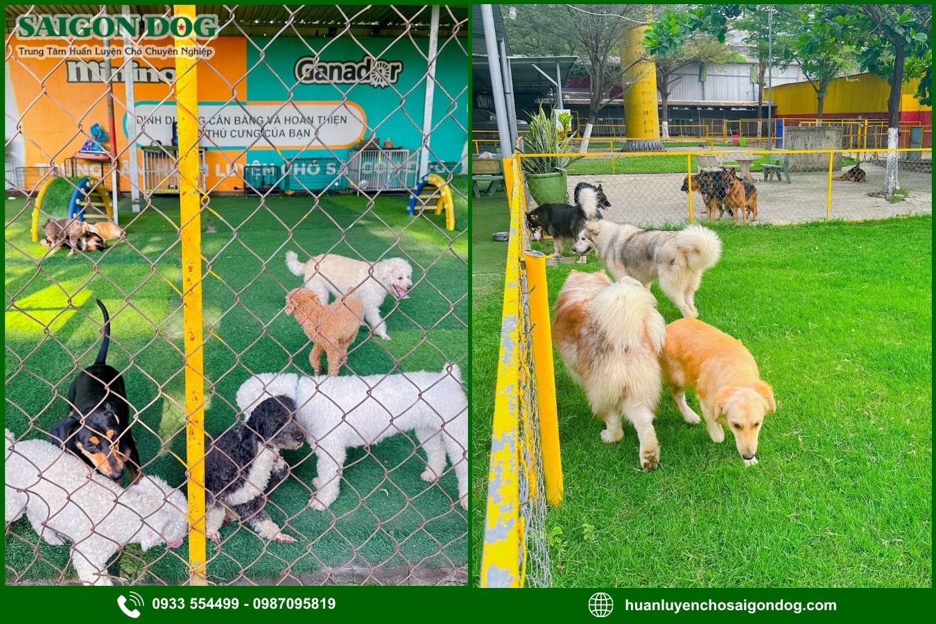 Lợi ích khi sử dụng dịch vụ chăm sóc chó của Sài Gòn Dog