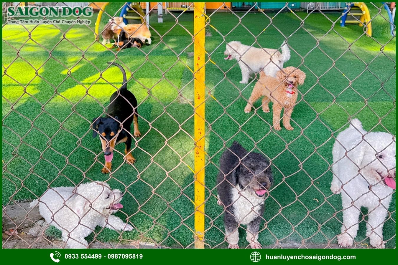 Lợi ích khi sử dụng dịch vụ chăm sóc chó của Sài Gòn Dog
