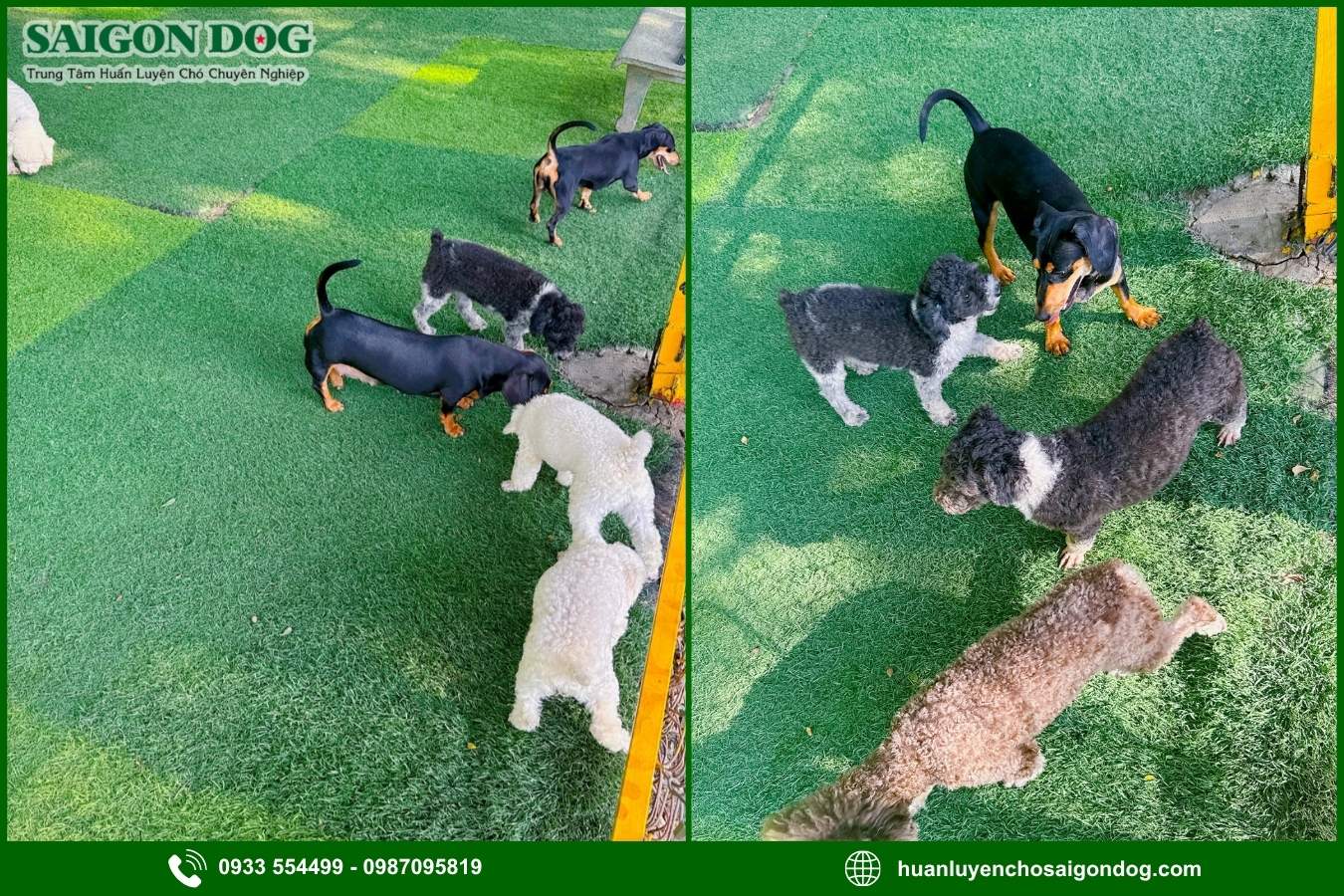 Lợi ích khi sử dụng dịch vụ chăm sóc chó của Sài Gòn Dog