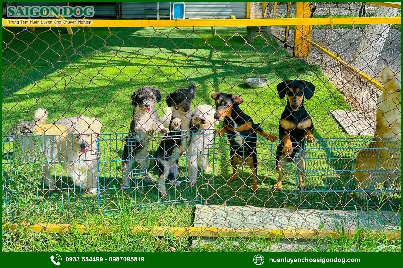 Lợi ích khi sử dụng dịch vụ chăm sóc chó của Sài Gòn Dog