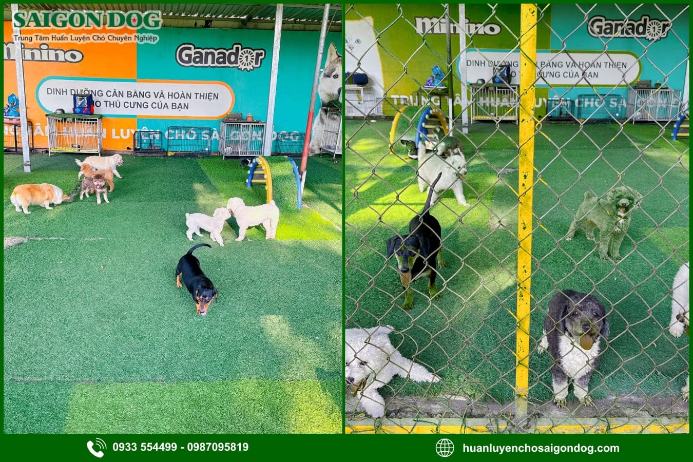 Lợi ích khi sử dụng dịch vụ huấn luyện chó của Sài Gòn Dog
