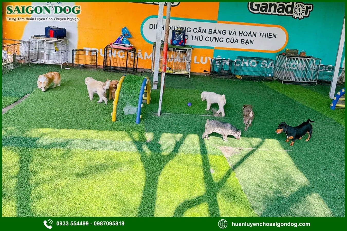 Lợi ích khi sử dụng dịch vụ huấn luyện chó của Sài Gòn Dog