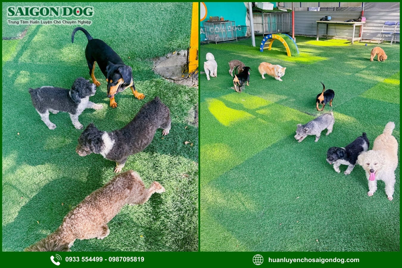 Lợi ích khi sử dụng dịch vụ huấn luyện chó của Sài Gòn Dog