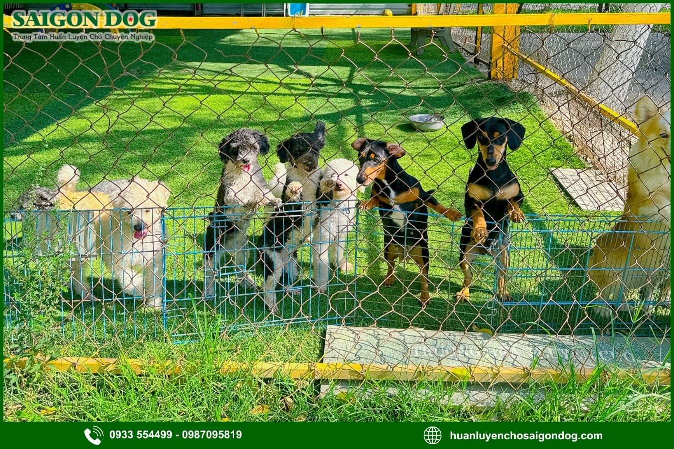 Lợi ích khi sử dụng dịch vụ huấn luyện chó của Sài Gòn Dog