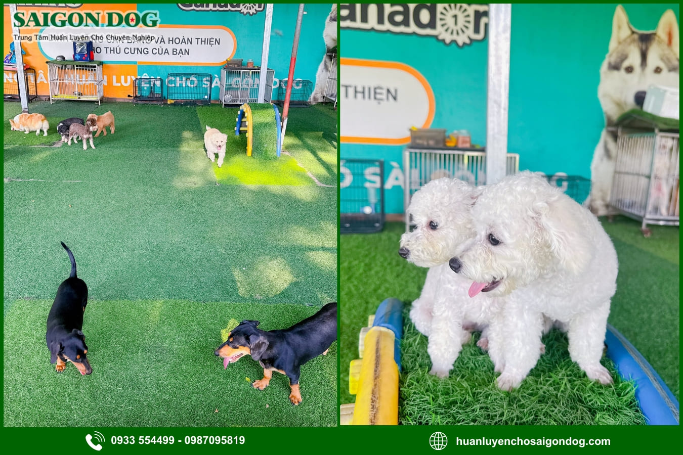 Lợi ích khi sử dụng dịch vụ huấn luyện chó của Sài Gòn Dog