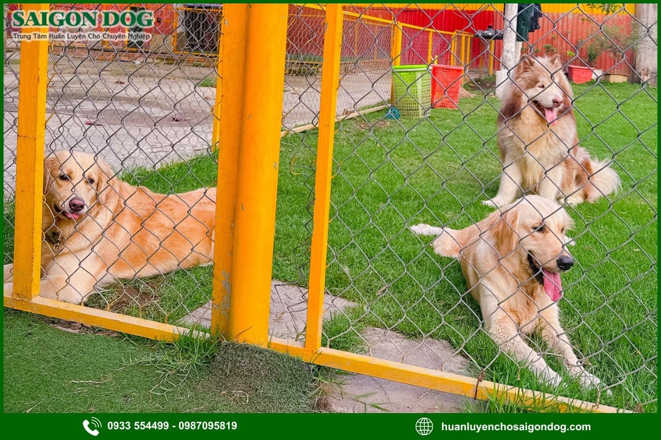 Lợi ích khi sử dụng dịch vụ huấn luyện chó của Sài Gòn Dog