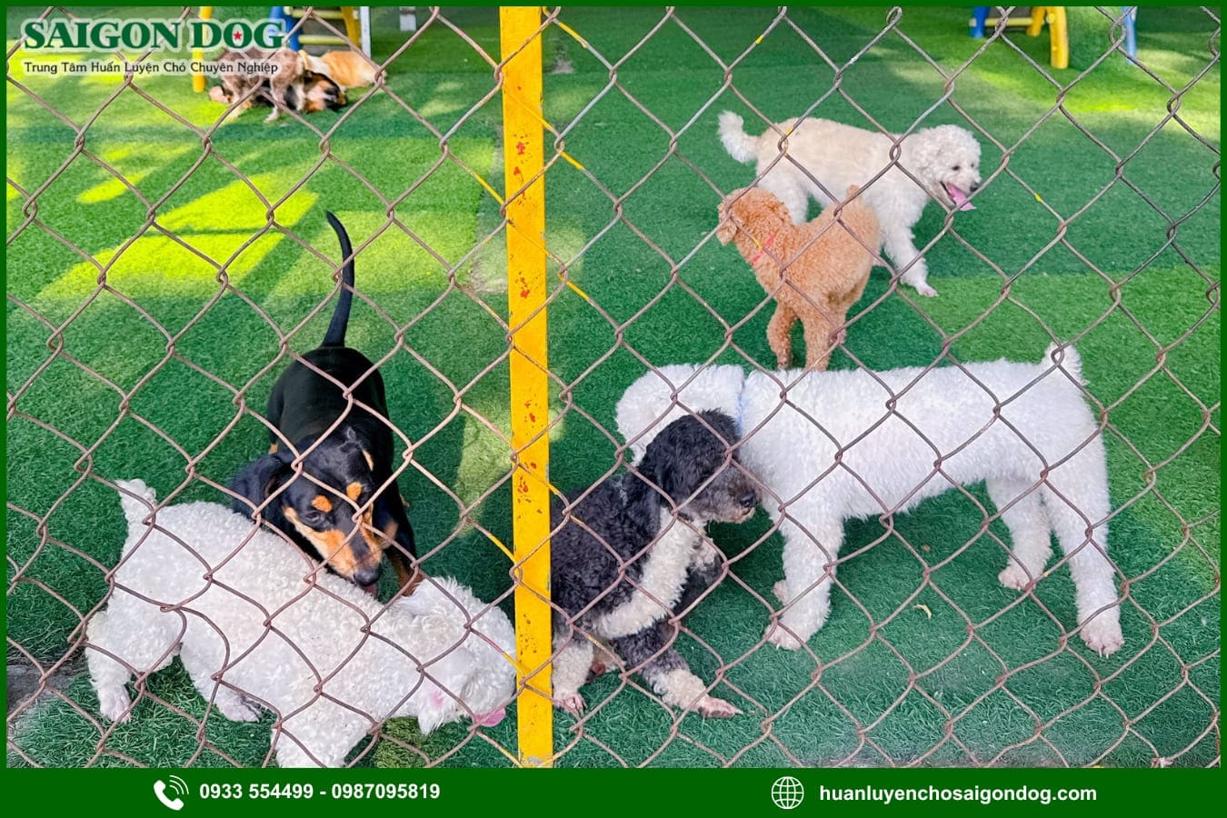 Lợi ích khi sử dụng dịch vụ huấn luyện chó của Sài Gòn Dog