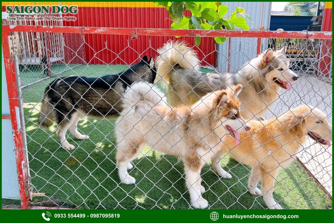Lưu ý khi chọn dịch vụ tư vấn, điều trị bệnh ở chó