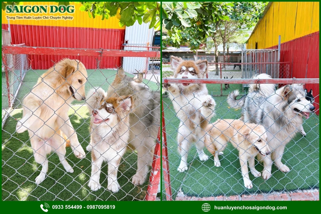 Lưu ý khi chọn dịch vụ tư vấn, điều trị bệnh ở chó
