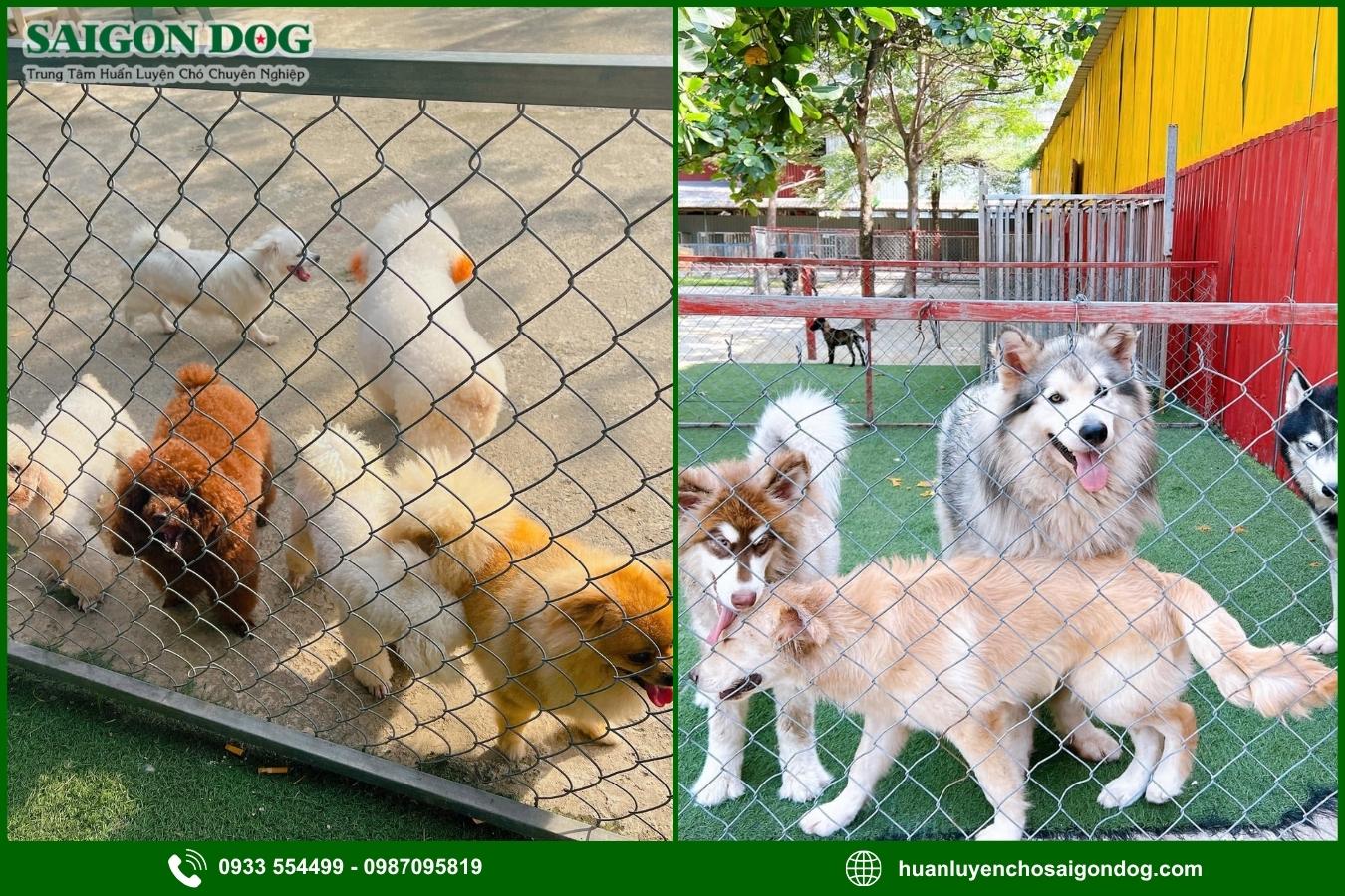 Lưu ý khi chọn dịch vụ tư vấn, điều trị bệnh ở chó