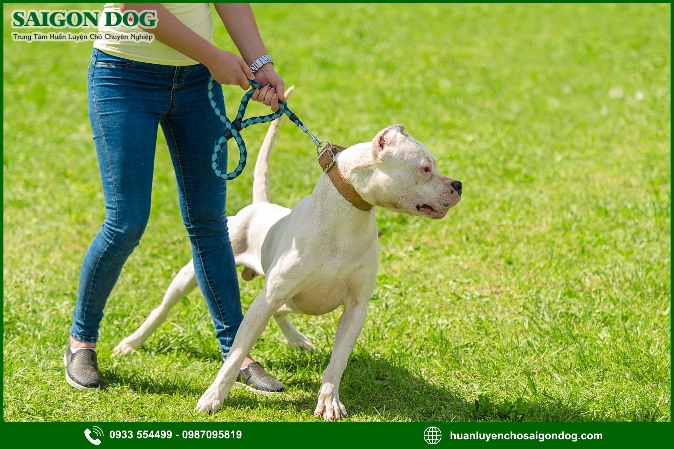 Những dấu hiệu nguy hiểm khi chó trở nên hung dữ bất thường