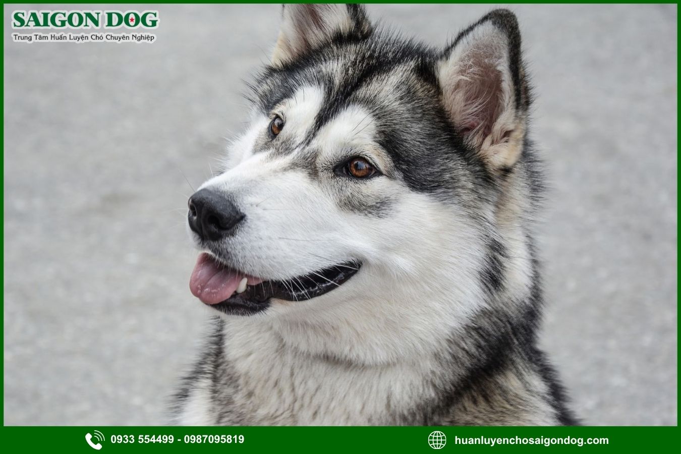 Những lưu ý quan trọng khi huấn luyện chó Alaska