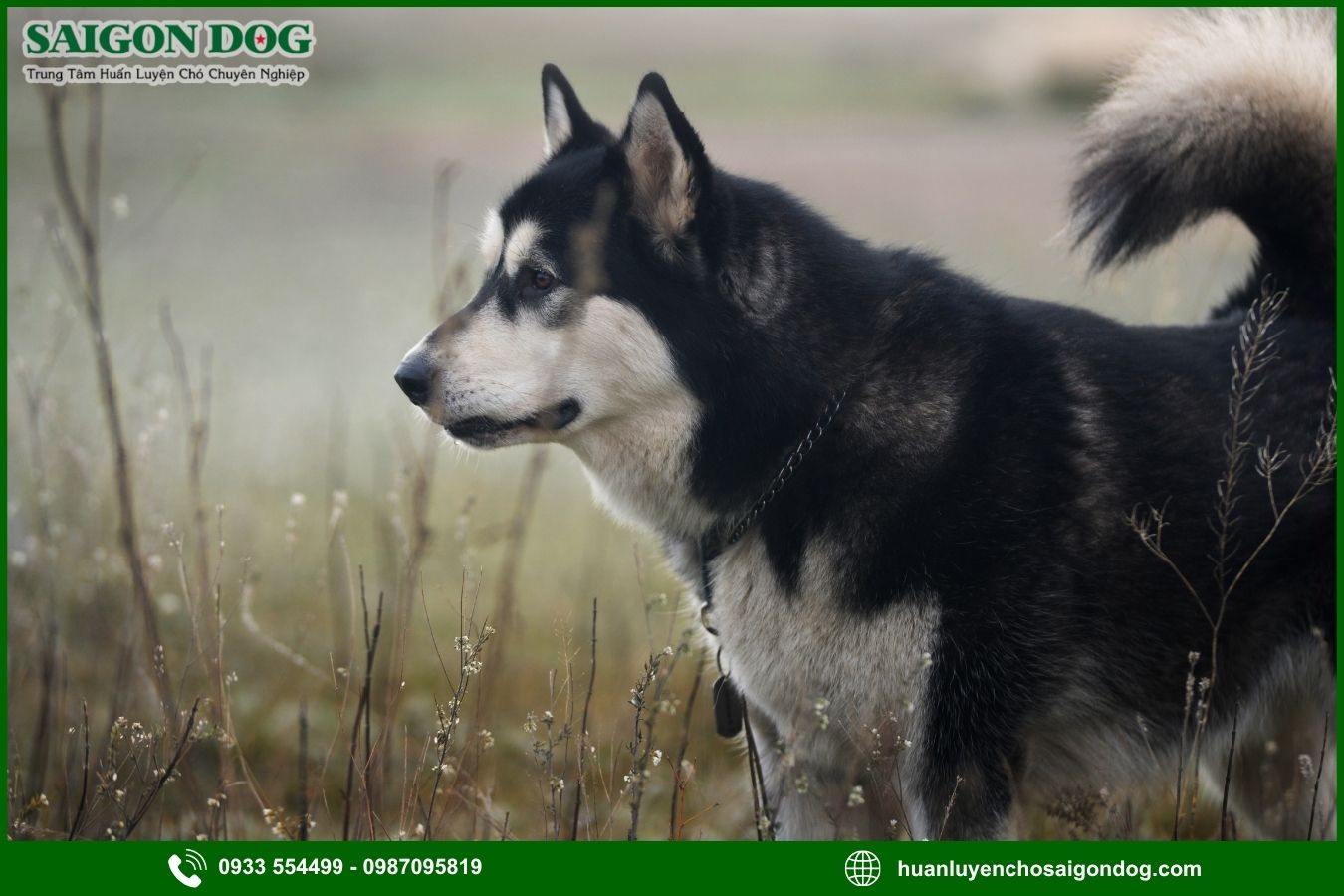 Những lưu ý quan trọng khi huấn luyện chó Alaska