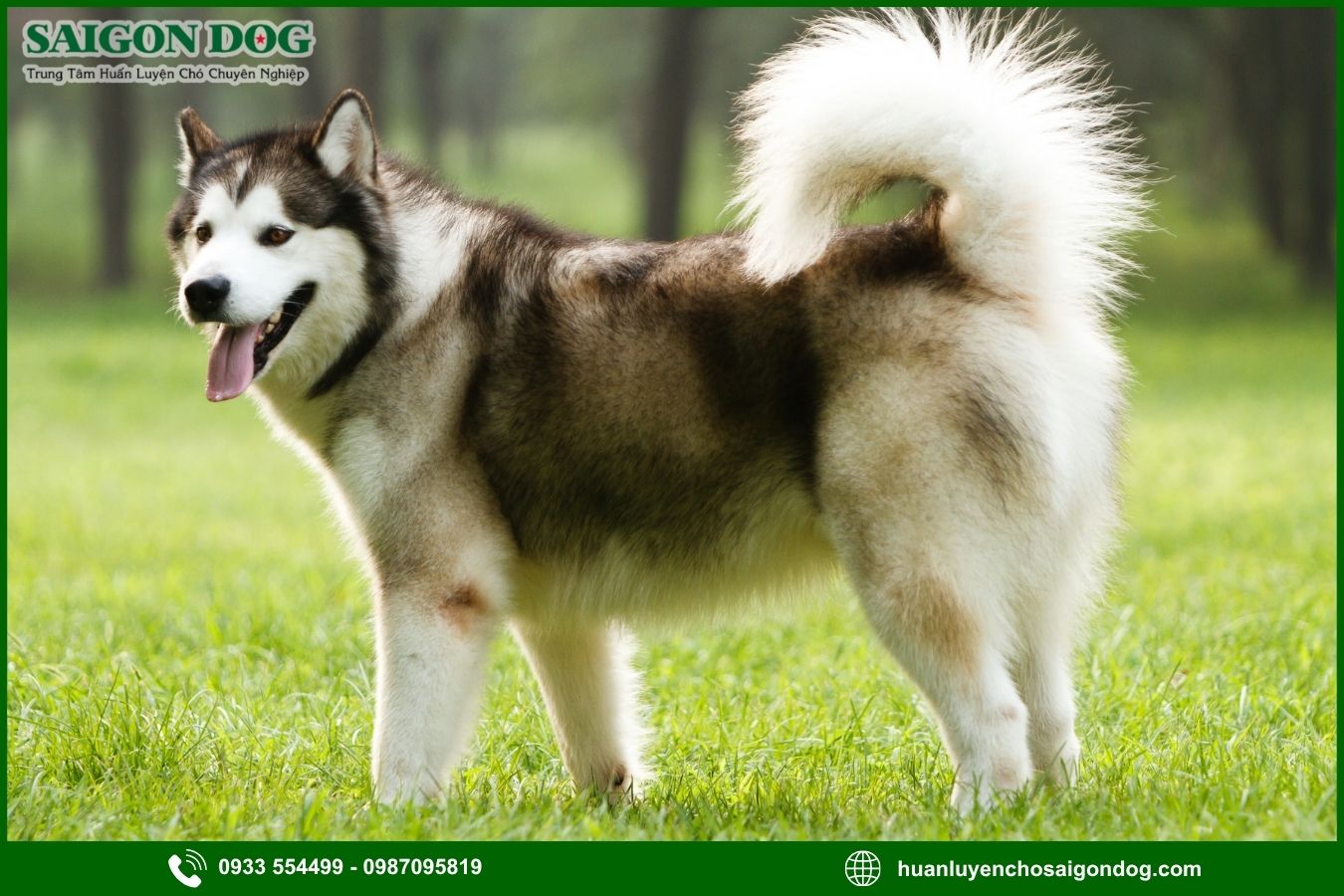 Những lưu ý quan trọng khi huấn luyện chó Alaska
