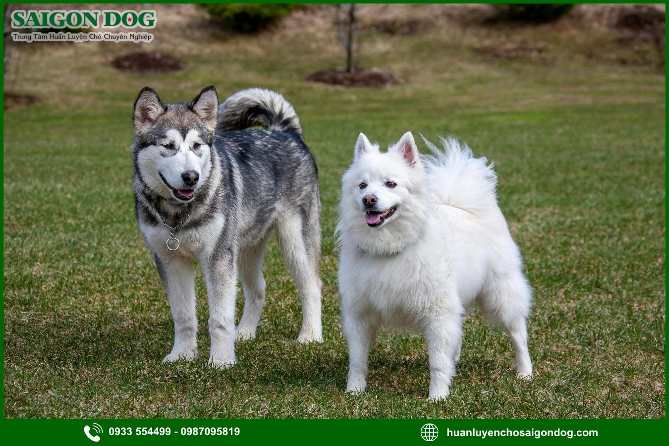 Những lưu ý quan trọng khi huấn luyện chó Alaska