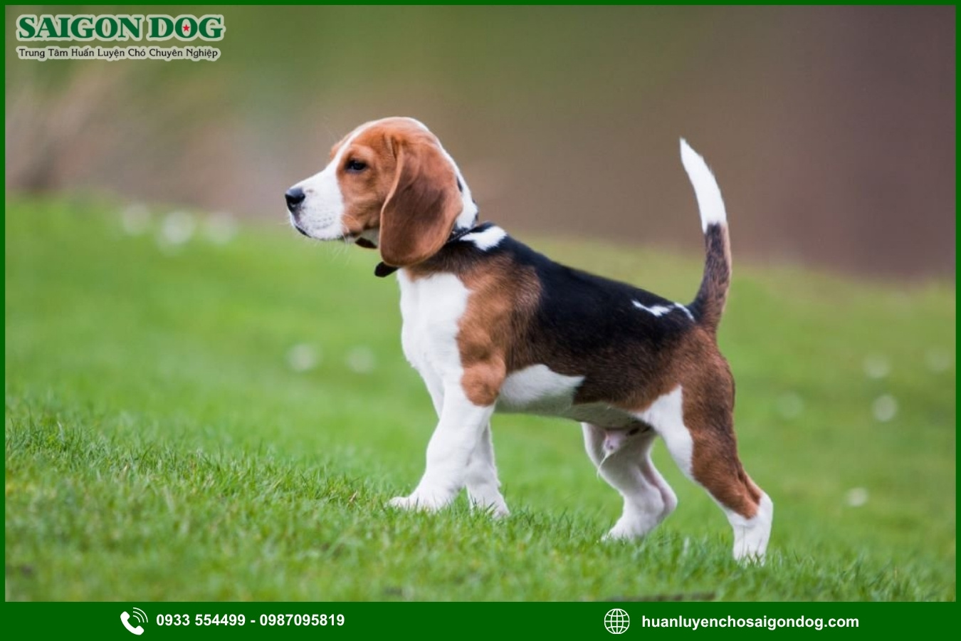 Những lưu ý quan trọng khi huấn luyện chó Beagle