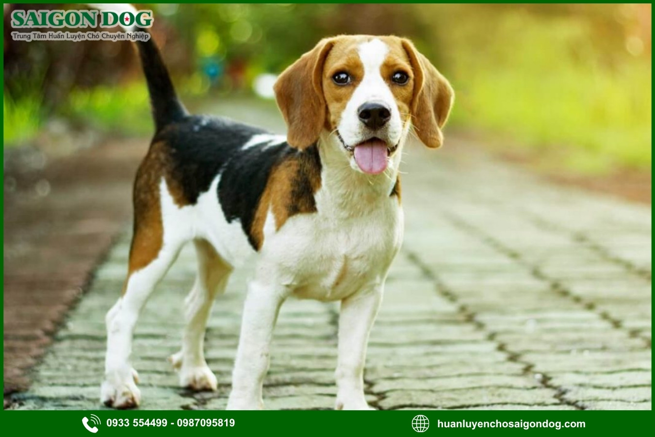 Những lưu ý quan trọng khi huấn luyện chó Beagle