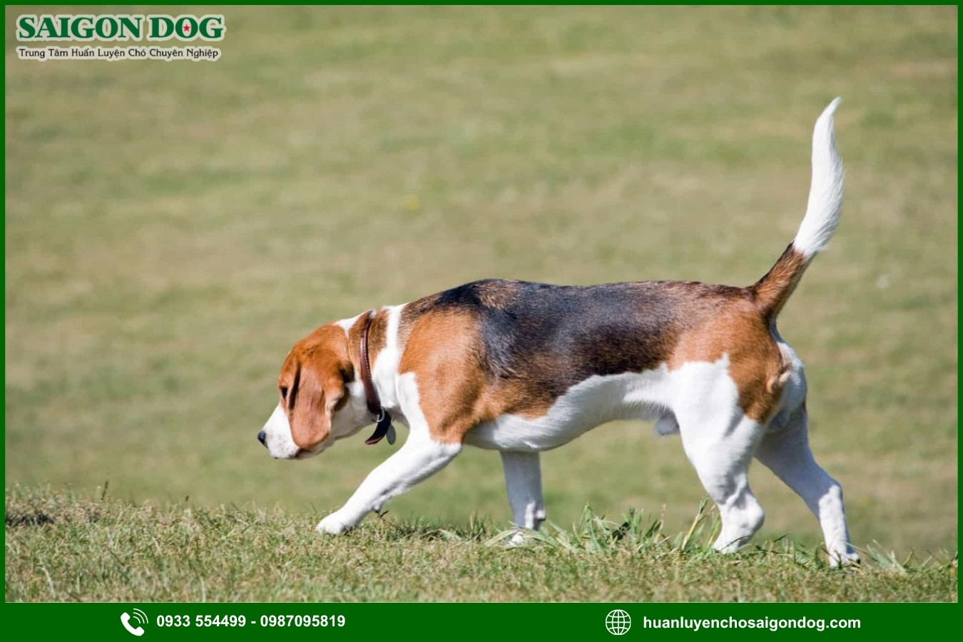 Những lưu ý quan trọng khi huấn luyện chó Beagle