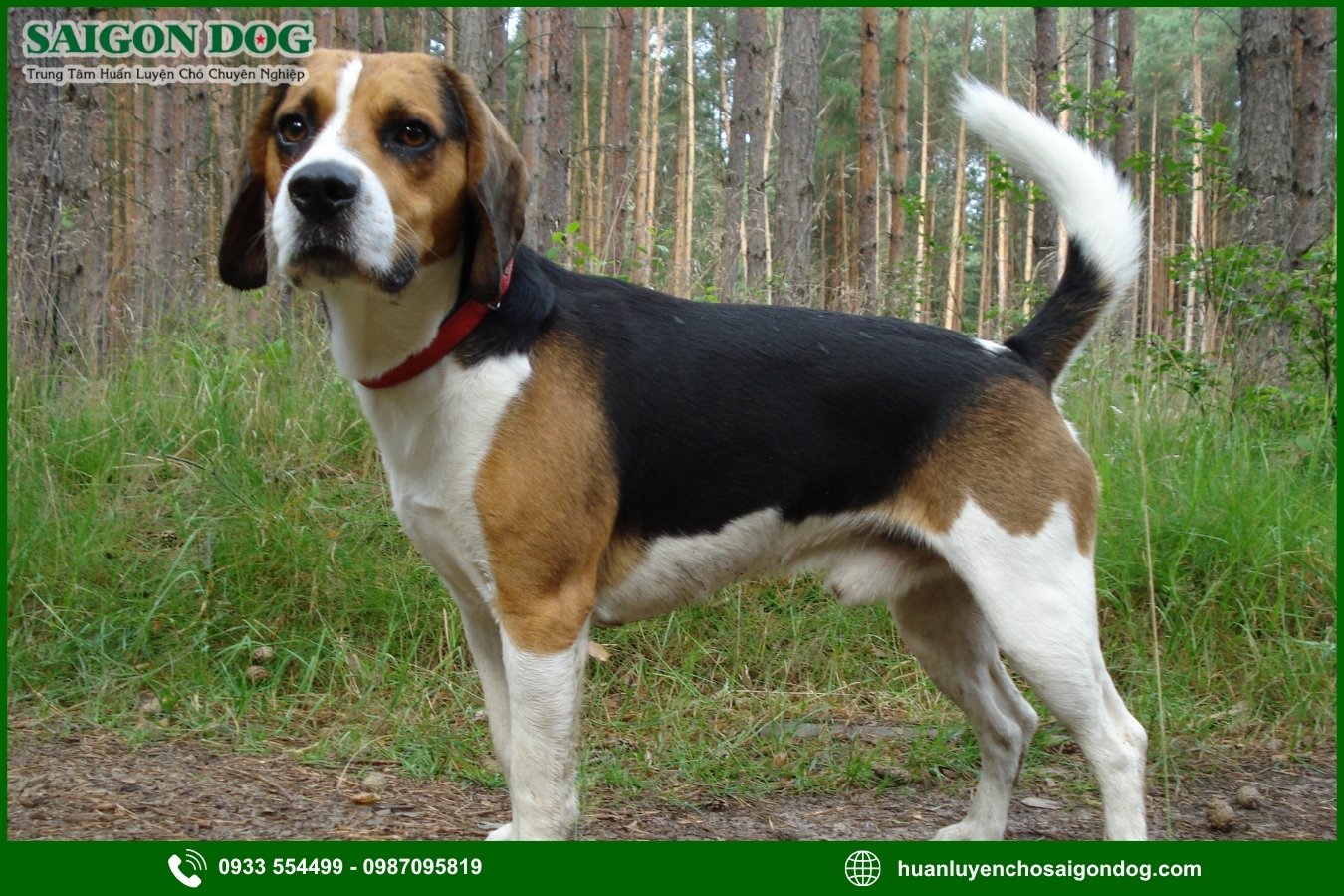 Những lưu ý quan trọng khi huấn luyện chó Beagle
