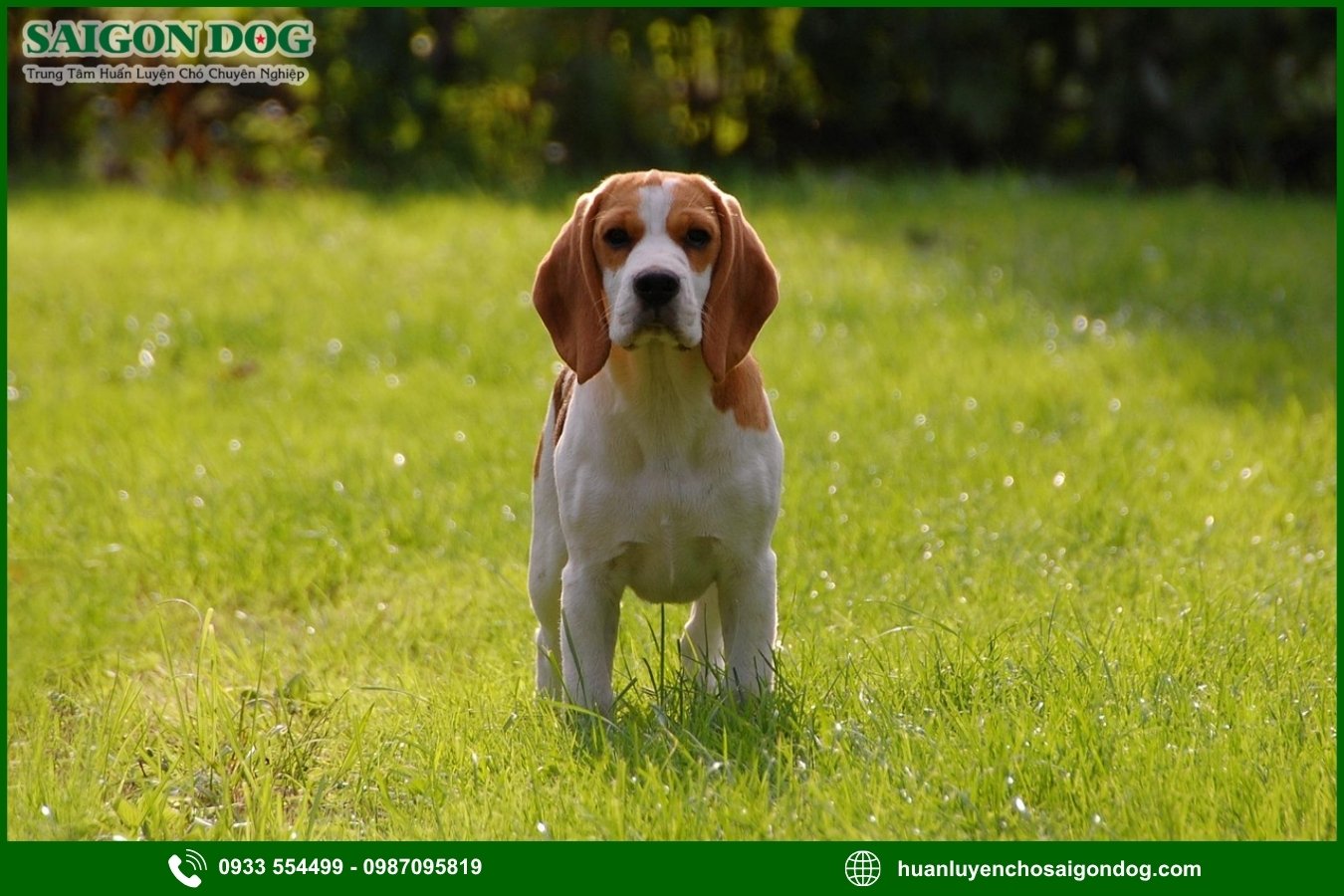 Những lưu ý quan trọng khi huấn luyện chó Beagle