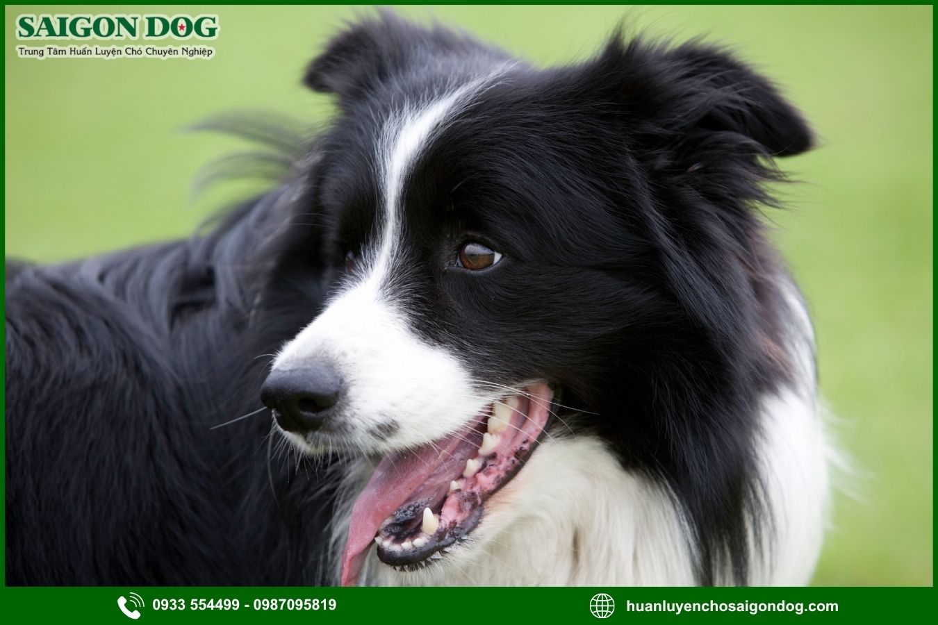 Những lưu ý quan trọng khi huấn luyện chó Border Collie