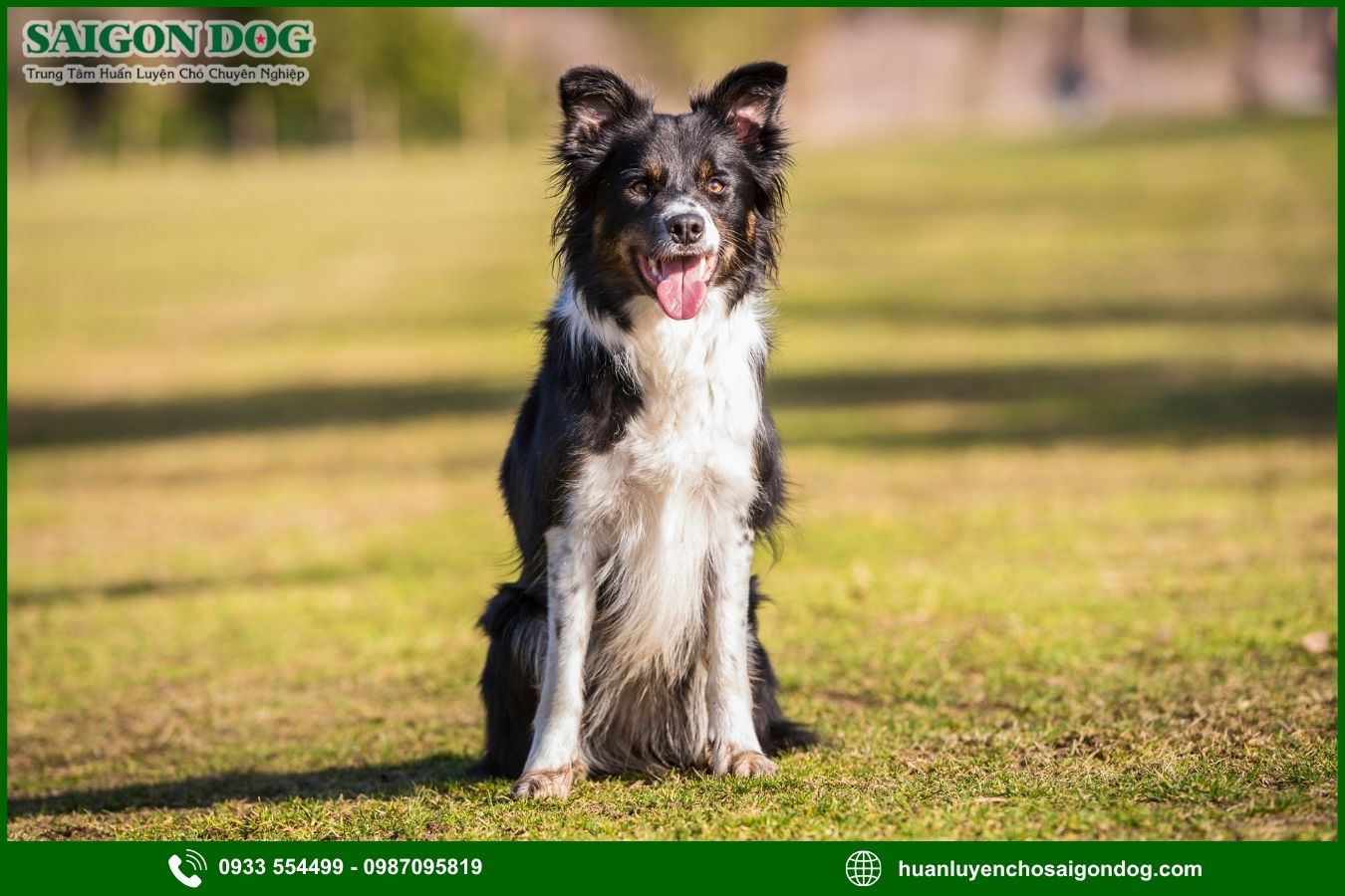 Những lưu ý quan trọng khi huấn luyện chó Border Collie