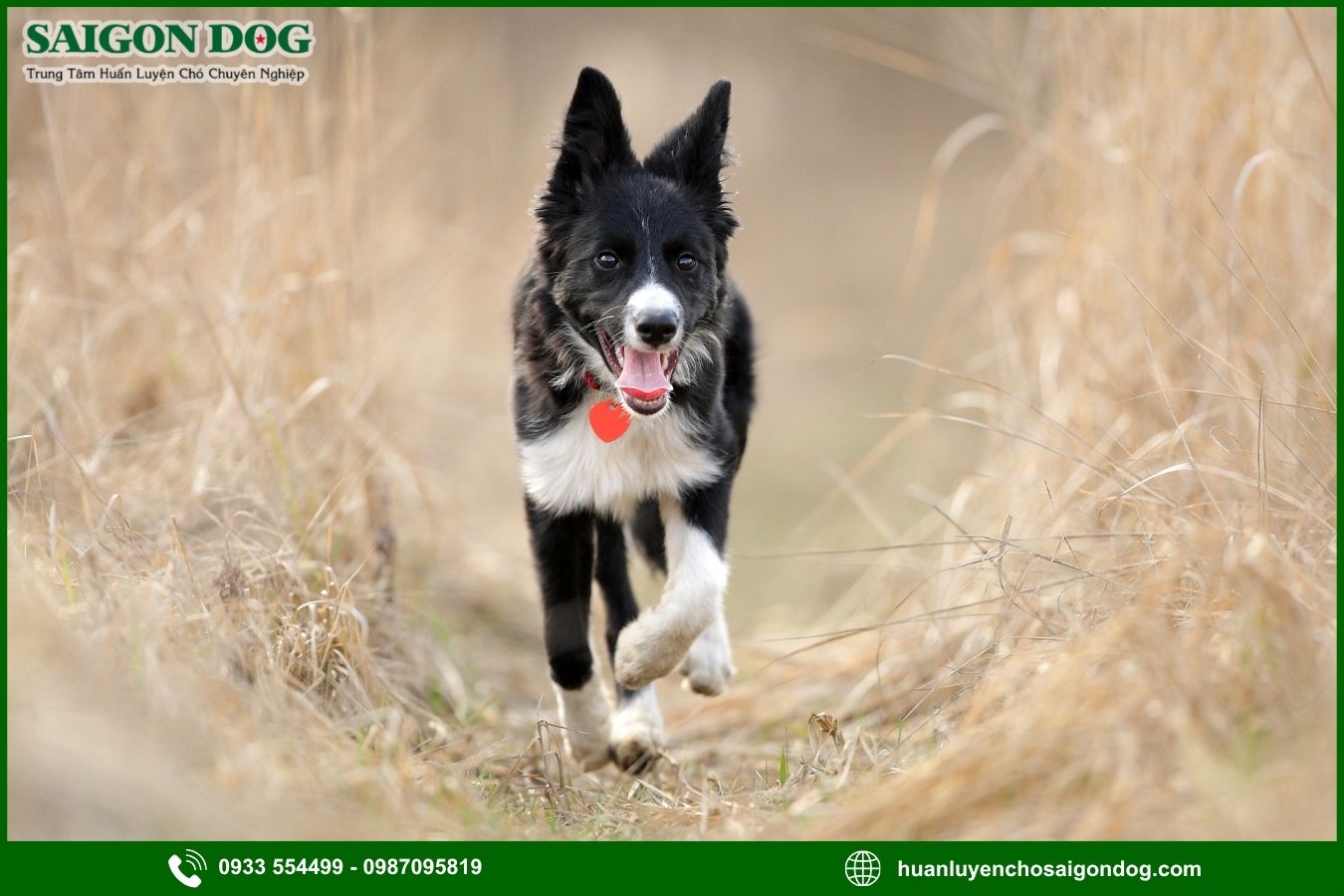 Những lưu ý quan trọng khi huấn luyện chó Border Collie