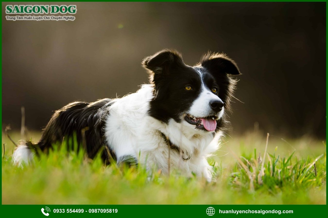 Những lưu ý quan trọng khi huấn luyện chó Border Collie