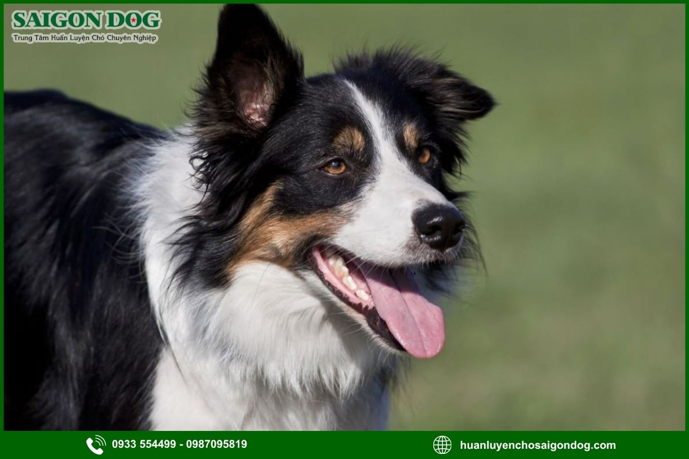 Những lưu ý quan trọng khi huấn luyện chó Border Collie