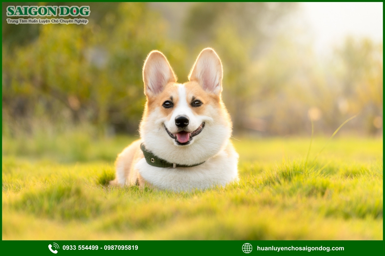 Những lưu ý quan trọng khi huấn luyện chó Corgi