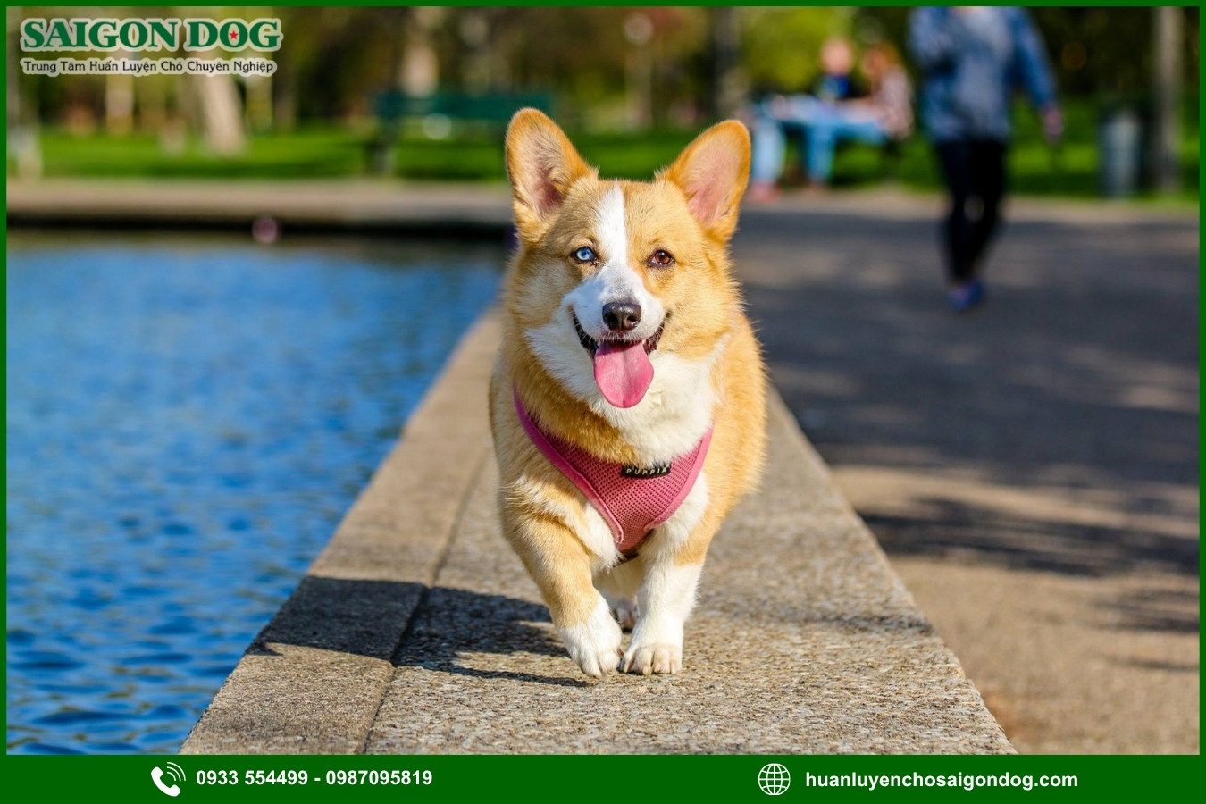 Những lưu ý quan trọng khi huấn luyện chó Corgi