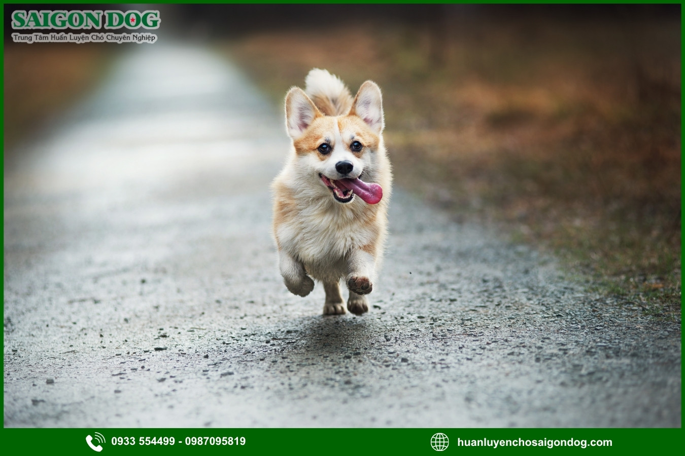 Những lưu ý quan trọng khi huấn luyện chó Corgi