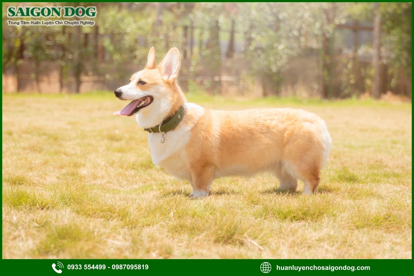 Những lưu ý quan trọng khi huấn luyện chó Corgi